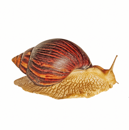 Frozen Snails (No Shell & Clean)