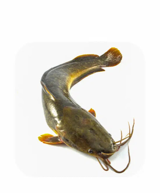 Frozen Whole Catfish – 500 – 800 (2.5kg)